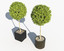 3d outdoor plants boxwood trees model