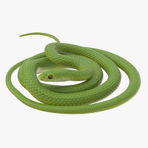 green snake 02 3d model