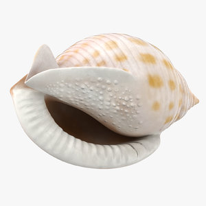 3d scotch bonnet shell