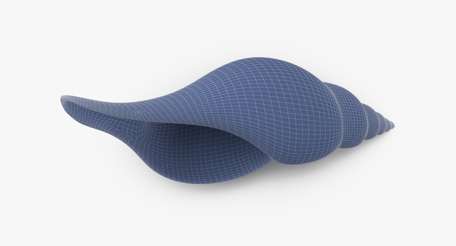 tulip shell c4d