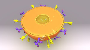 3d model plasma cell anatomy