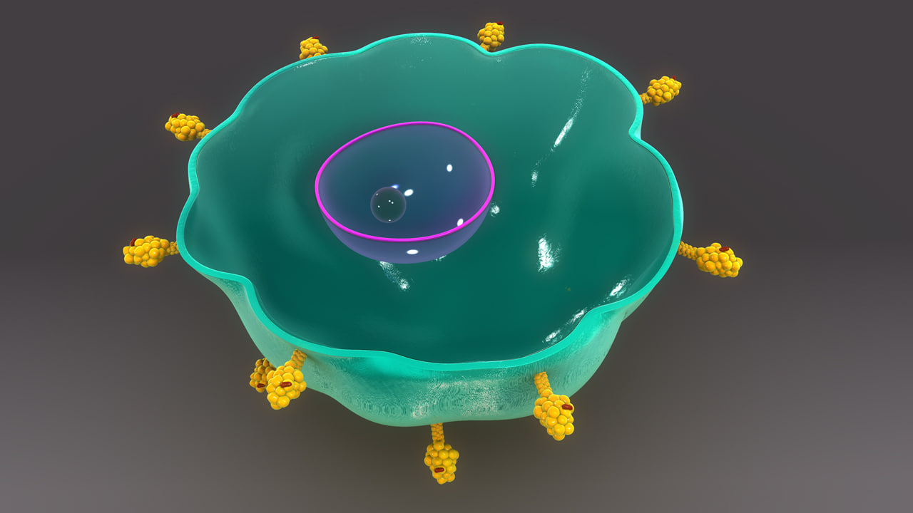 cell antigens anatomy obj