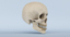 3d model of skull anatomy
