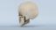 3d model of skull anatomy