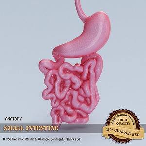 small intestine 3d model