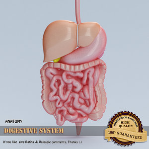 digestive organs 3d model