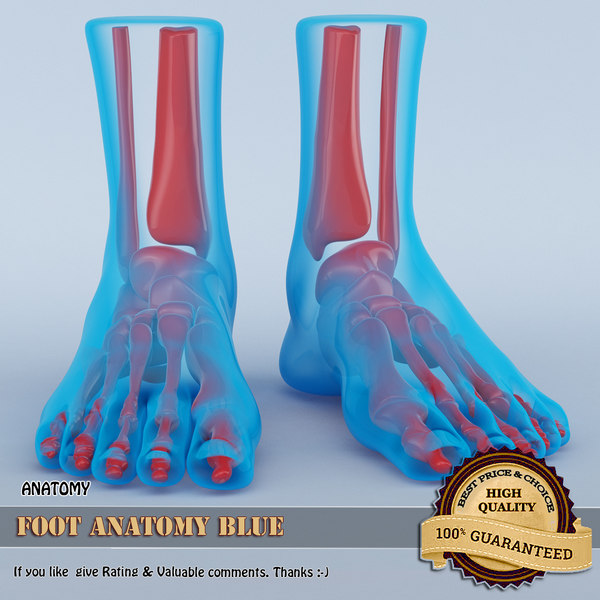 3d foot anatomy model
