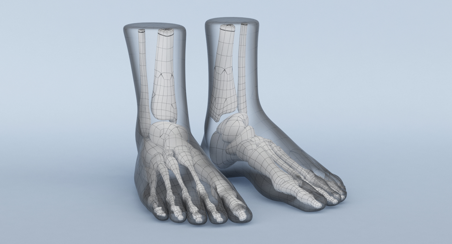 3d foot anatomy model