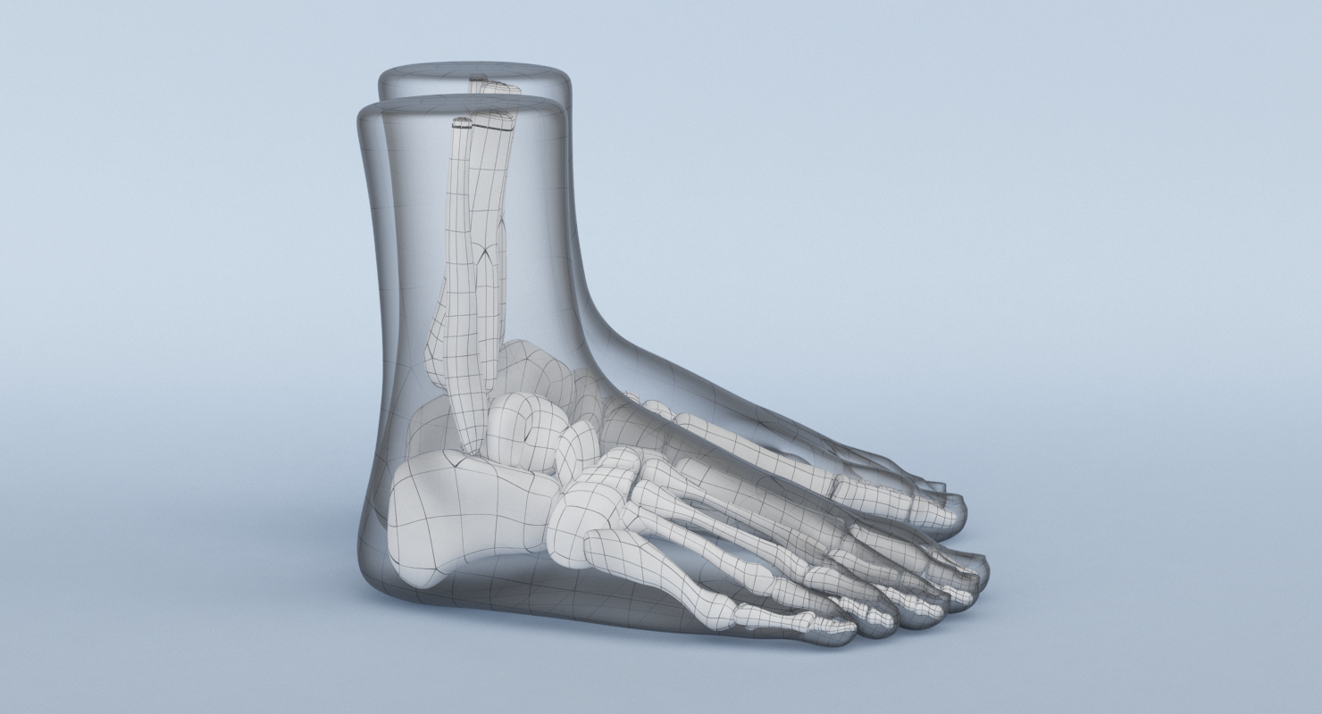 3d foot anatomy model