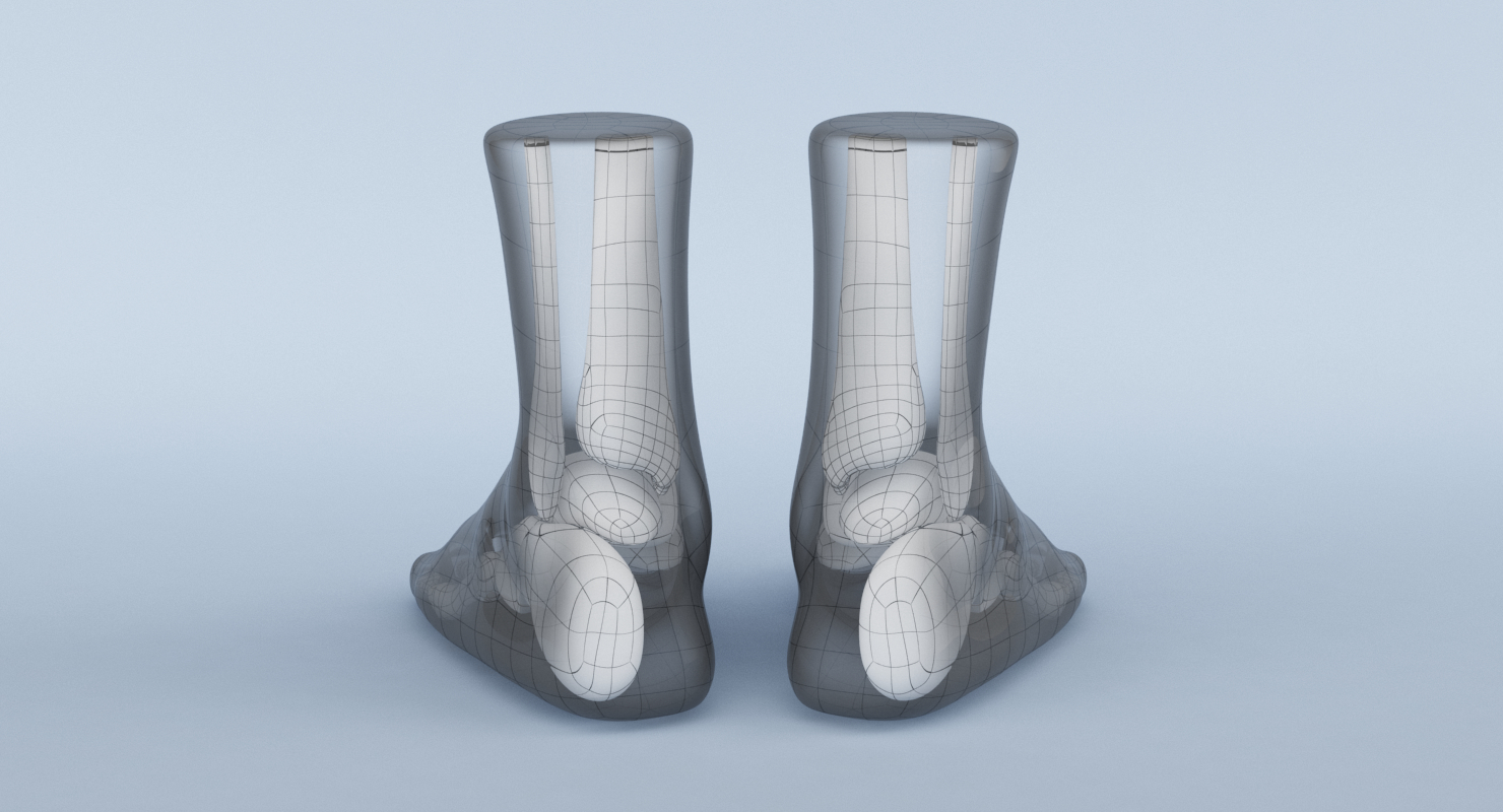 3d foot anatomy model