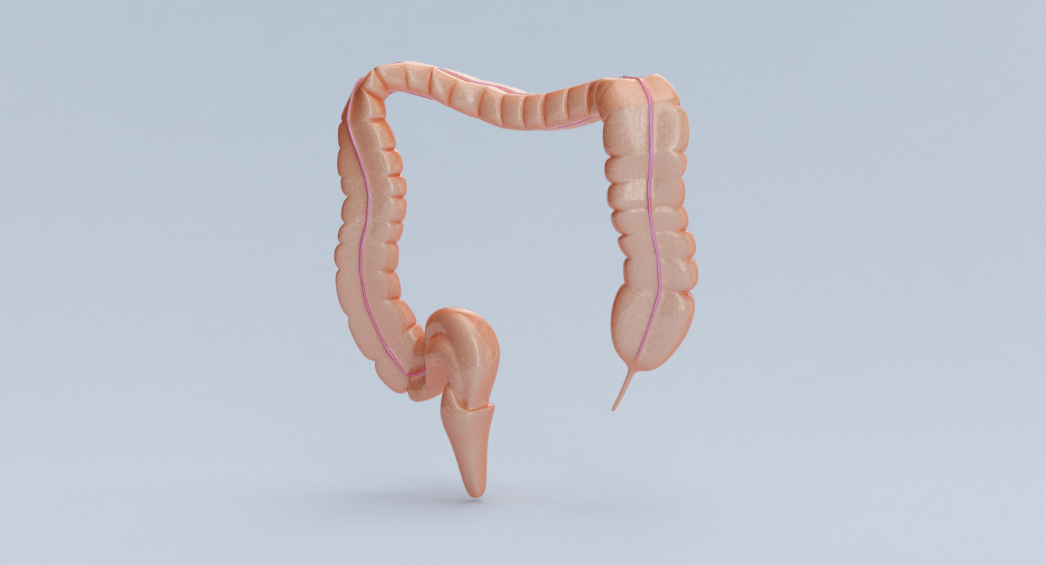 3d model large intestine