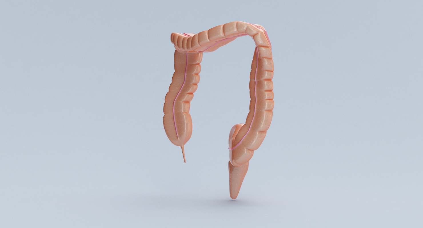 3d model large intestine