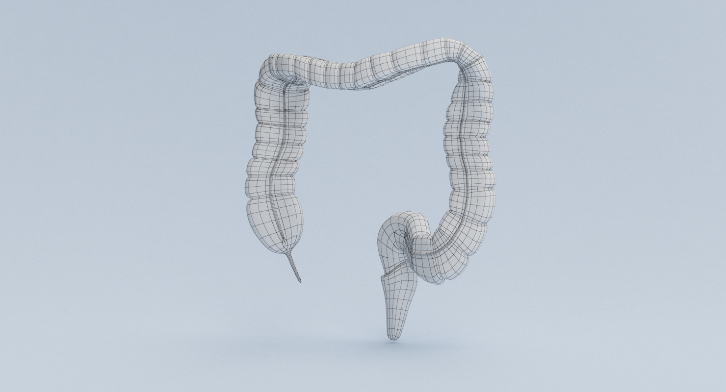 3d model large intestine