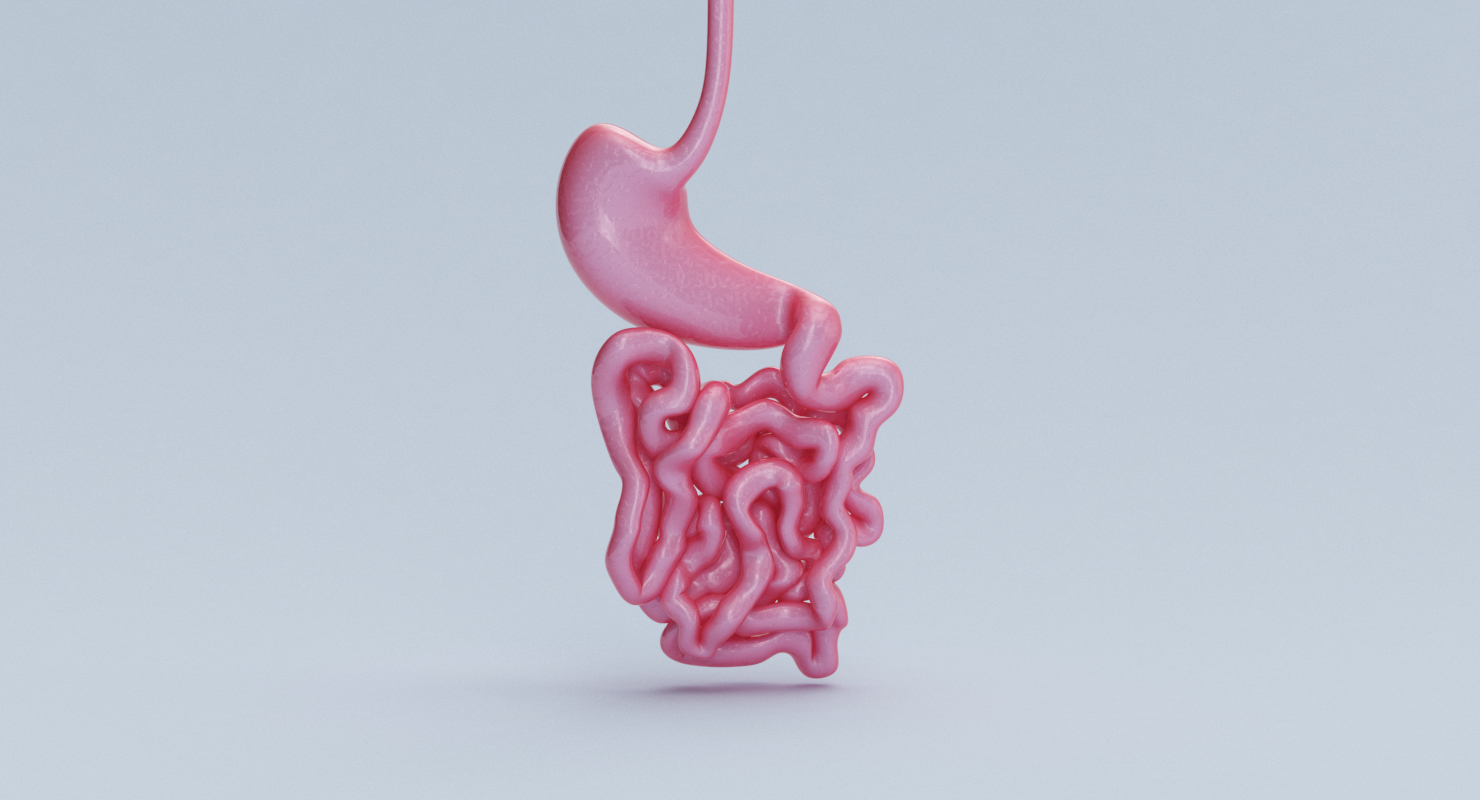 small intestine 3d model