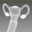 uterus fallopian tubes 3d 3ds