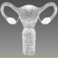 uterus fallopian tubes 3d 3ds