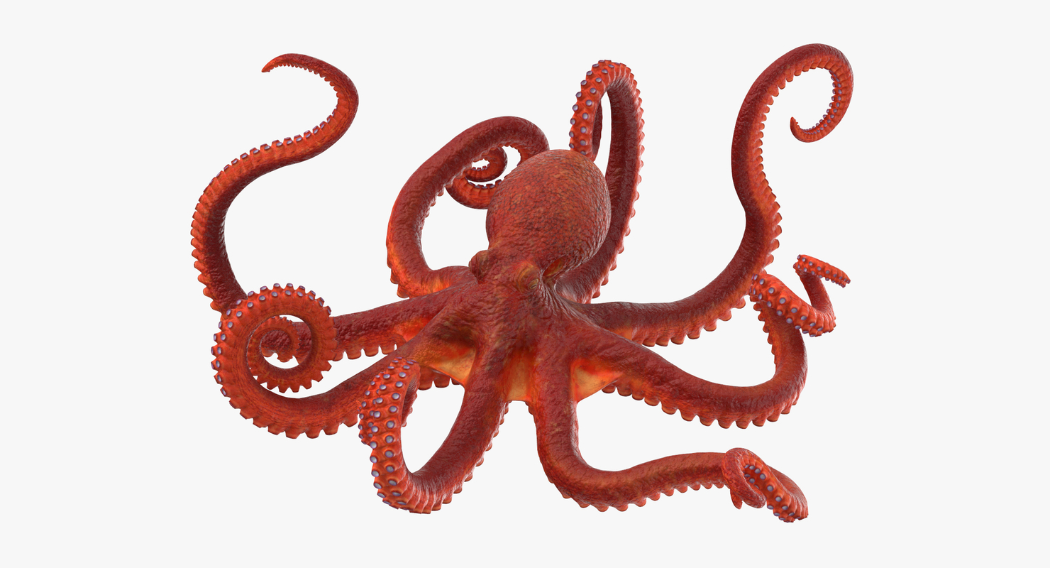 Octopus f x