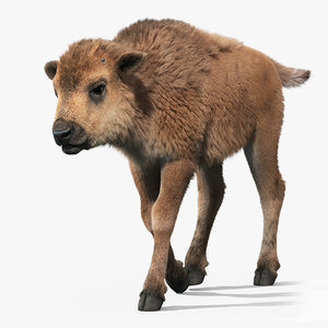 max american bison baby fur
