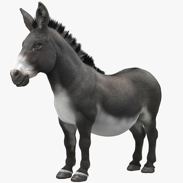 donkeyhorse图片