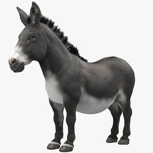 donkey horse max