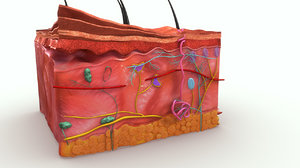3d epidermis skin anatomy