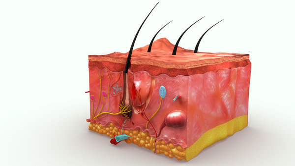 3d epidermis skin anatomy