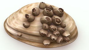balanus barnacle seas 3d model