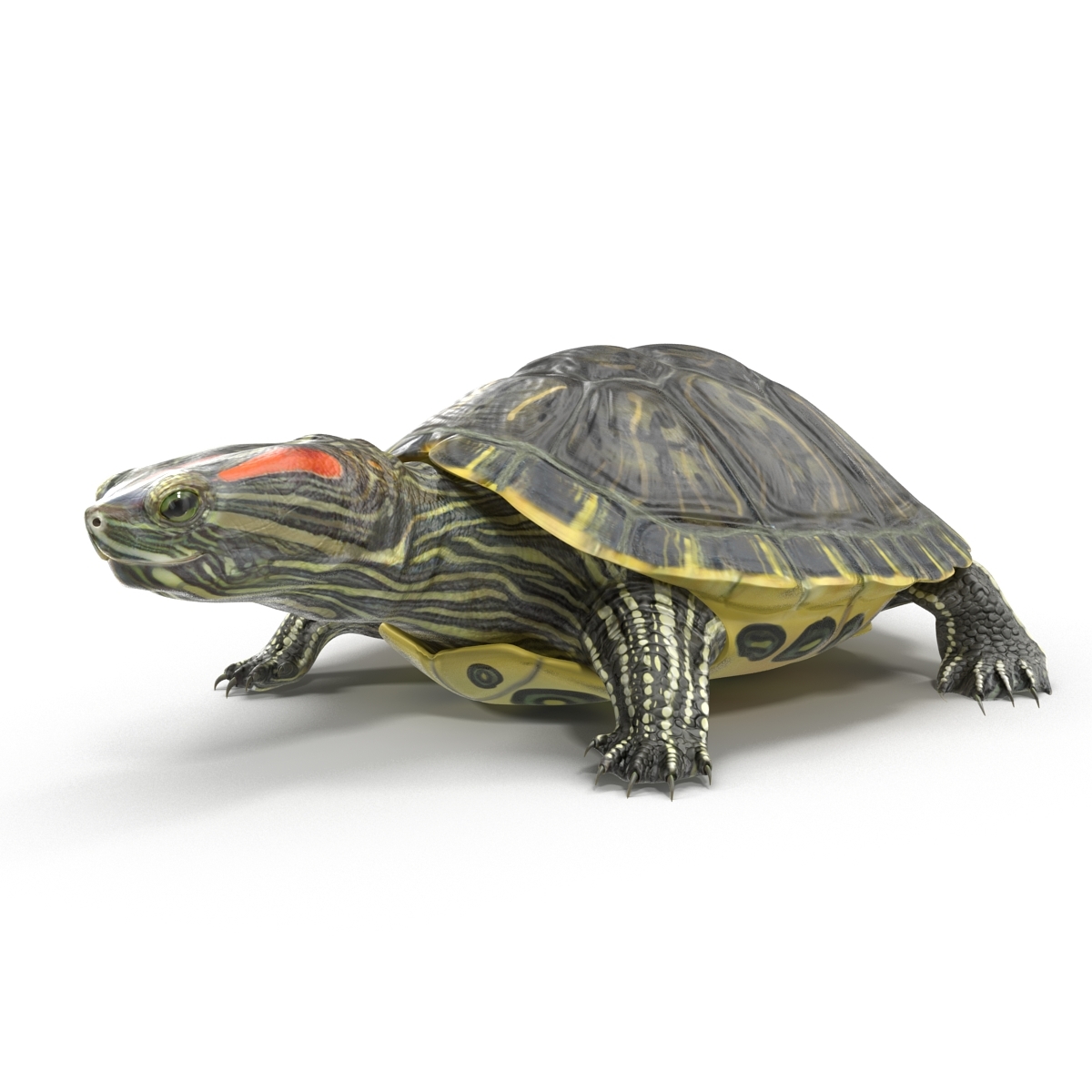 pond slider turtle rigged 3d model