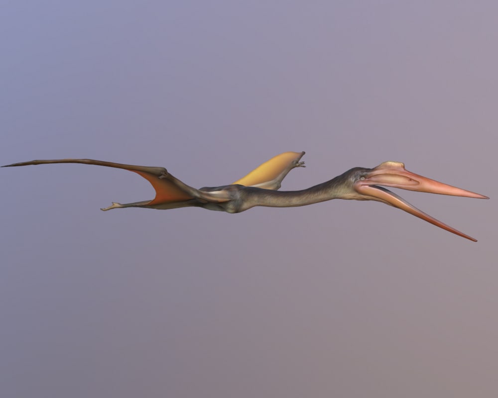 quetzalcoatlus 3d model