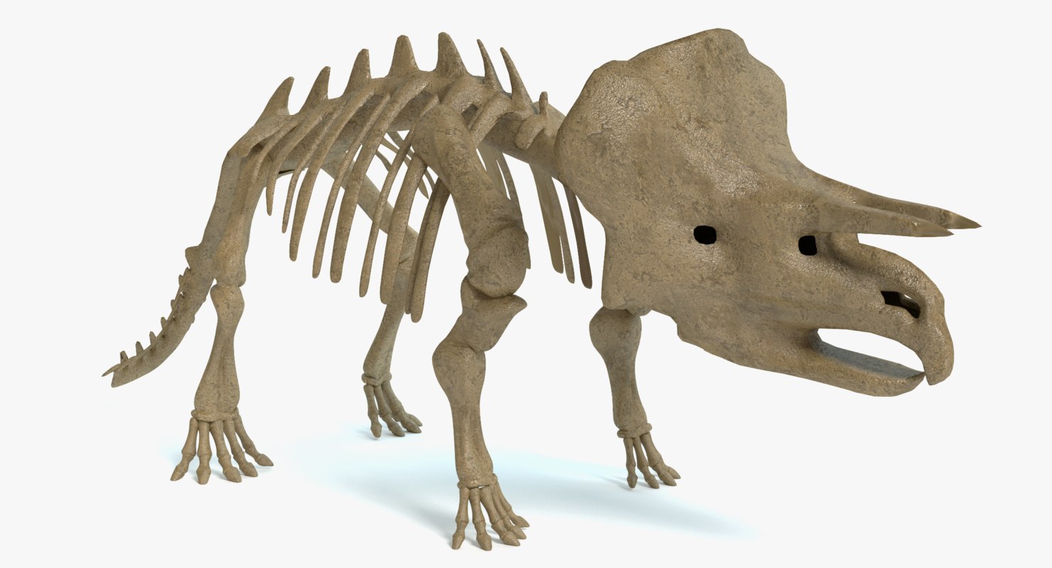 skeleton triceratops