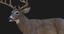 3d model deer rigged 2 fur