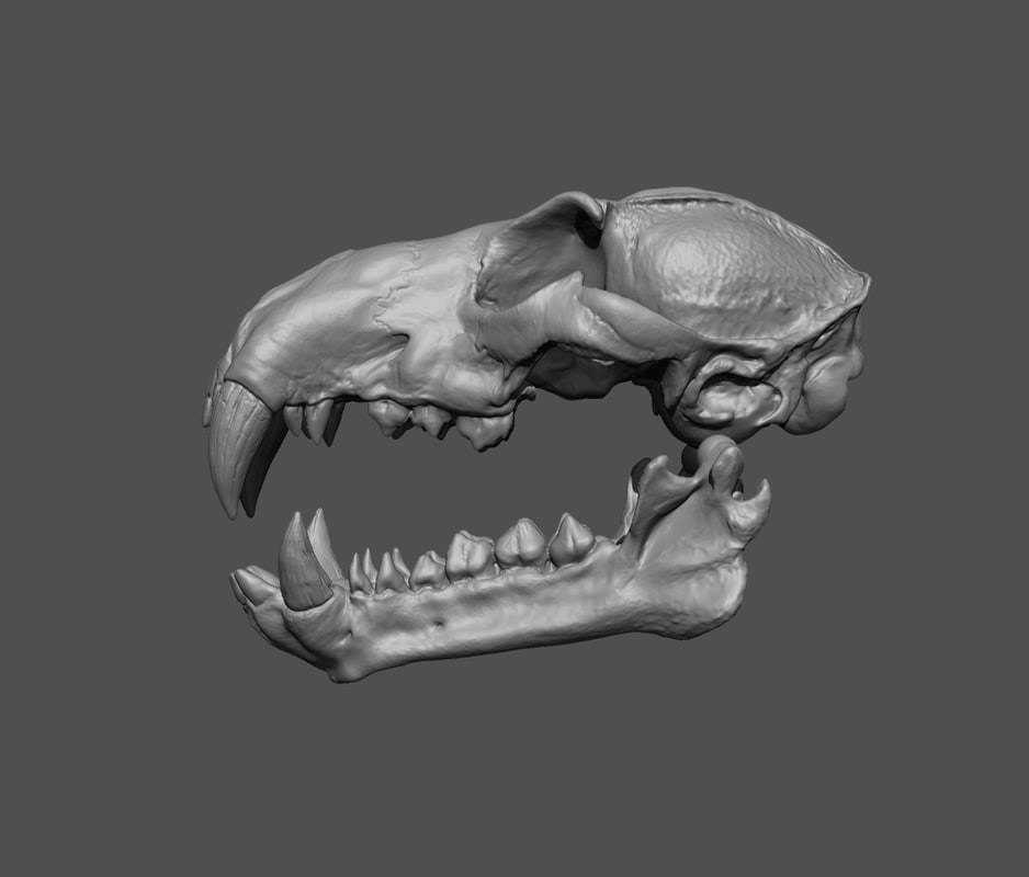 3d skull unspecified