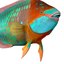 3d rainbow parrot fish rigged