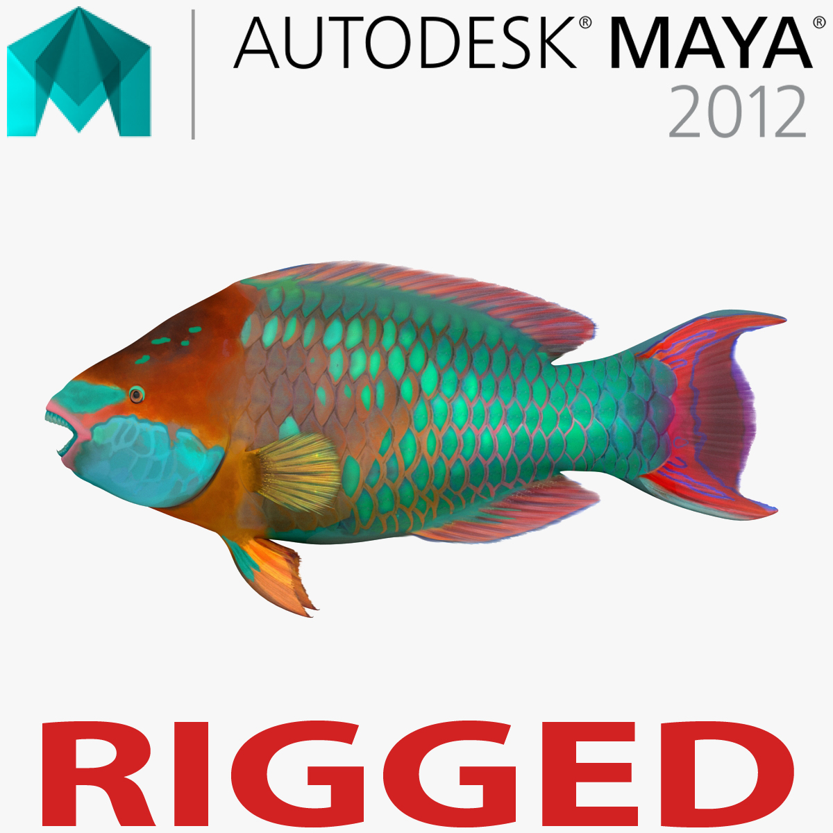 ma rainbow parrot fish rigged