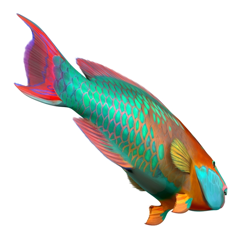 ma rainbow parrot fish rigged