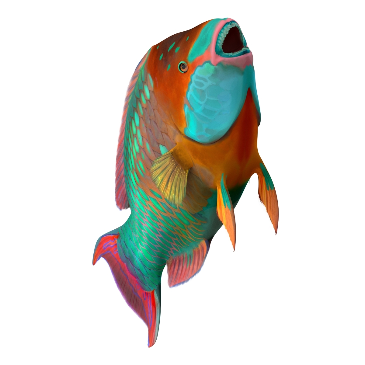 ma rainbow parrot fish rigged