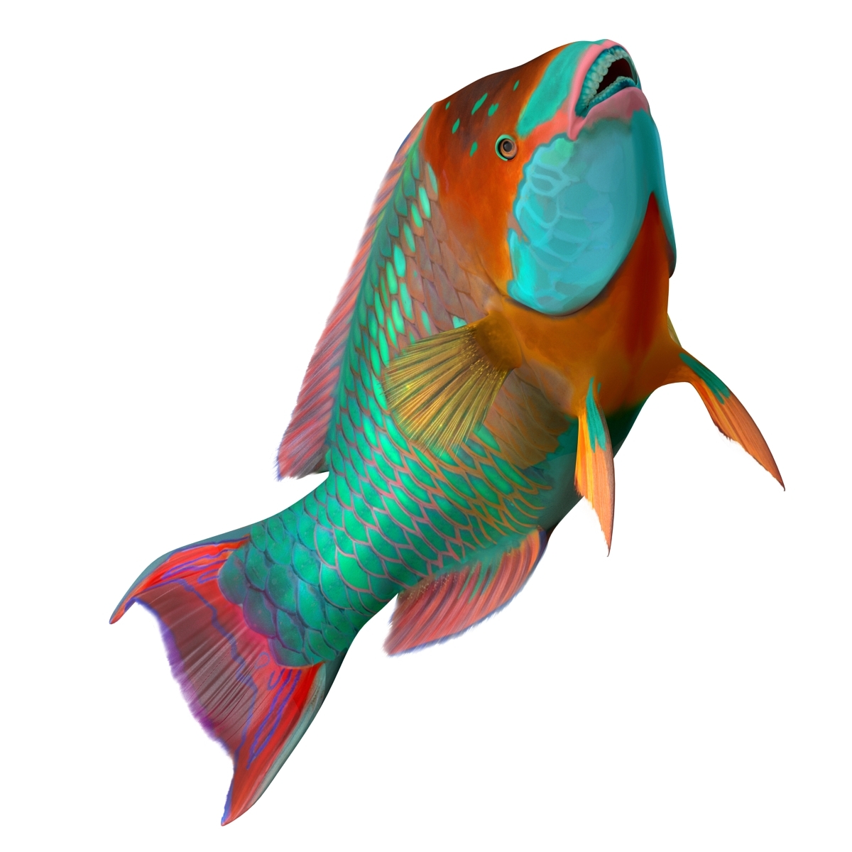 ma rainbow parrot fish rigged