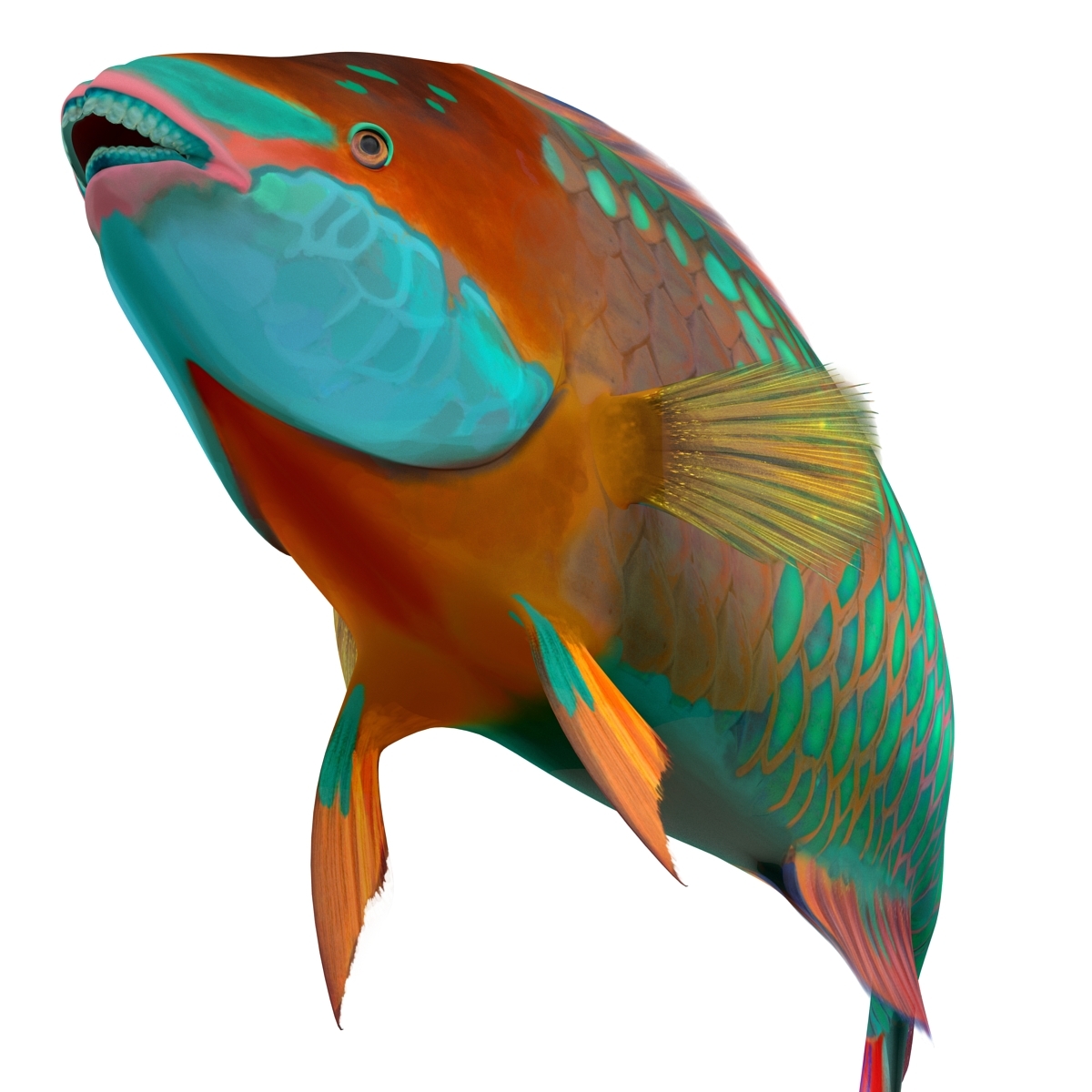 ma rainbow parrot fish rigged