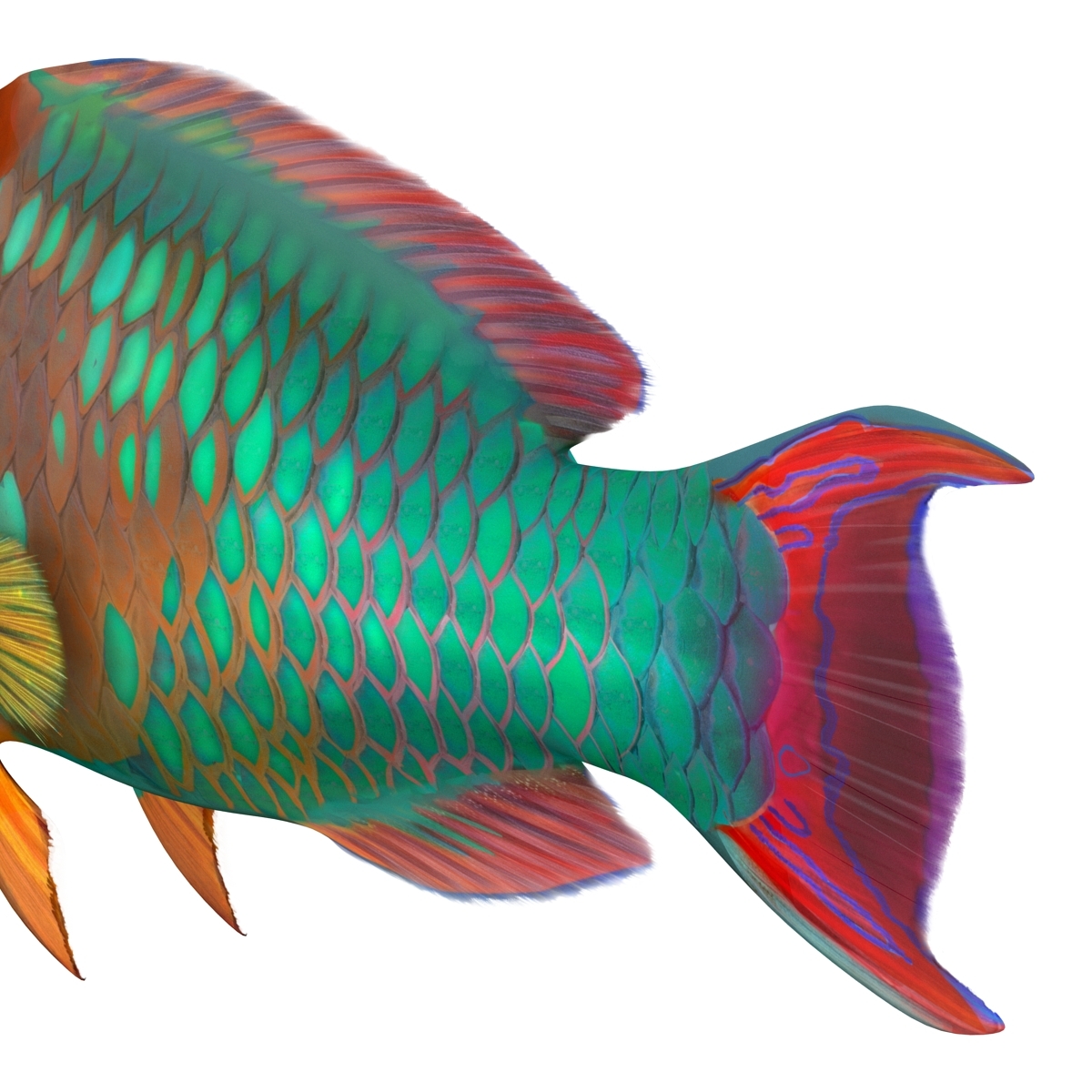ma rainbow parrot fish rigged