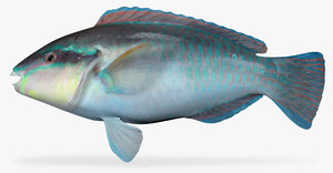 3d striped parrotfish