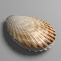 3d scallop shell