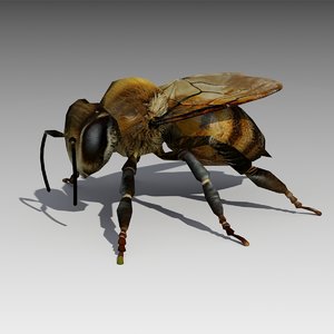 max honey bee animations
