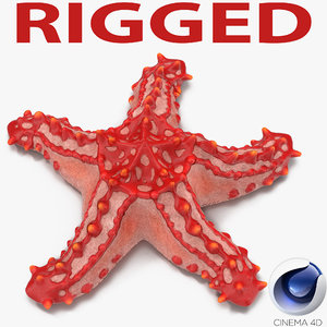 3d red knobbed starfish rigged