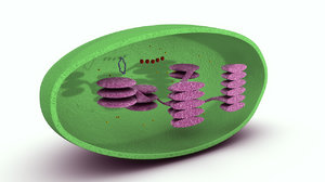 3d chloroplast model