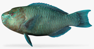 azure parrotfish 3d fbx