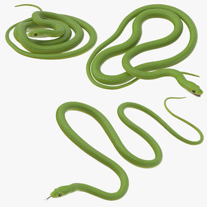 green snake poses 3d model