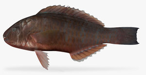 3d model bluechin parrotfish