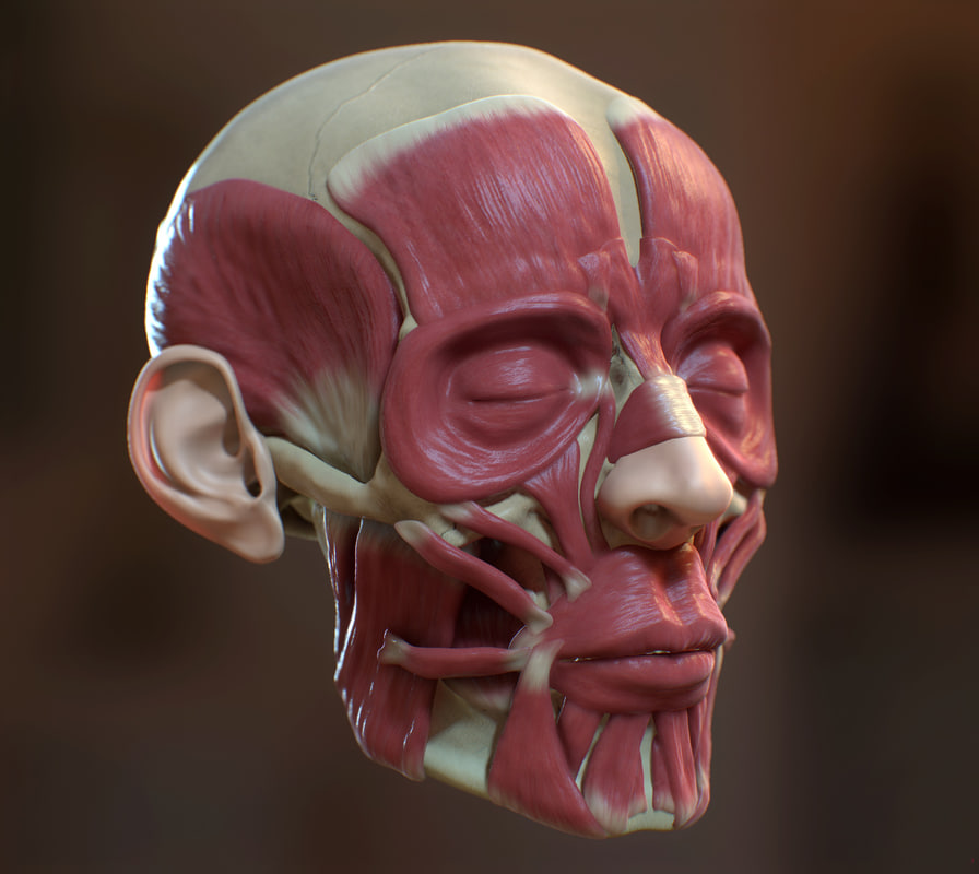 ecorche 3d