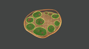 spore endospores 3d model