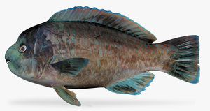 ma bumphead parrotfish scarus perrico